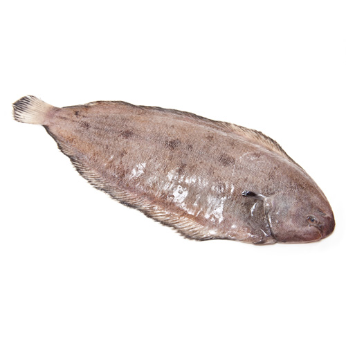 dover-sole-paddy-s-fish-fresh-fish-from-the-isle-of-man